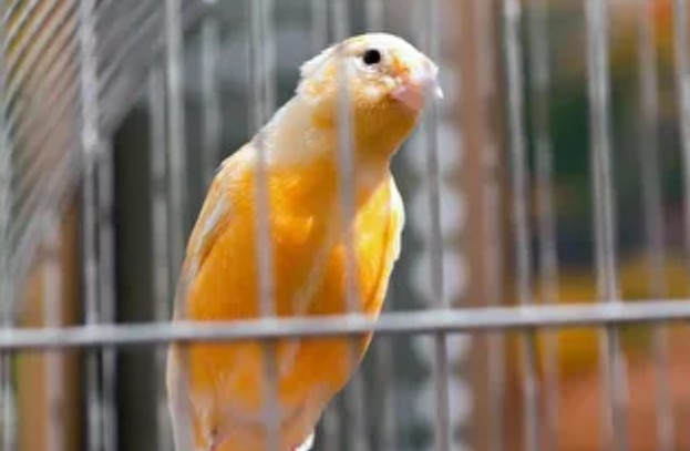  (ویدئو) آواز زیبای قناری موقوم که شبیه نی، تار و سه‌تار است را بشنوید