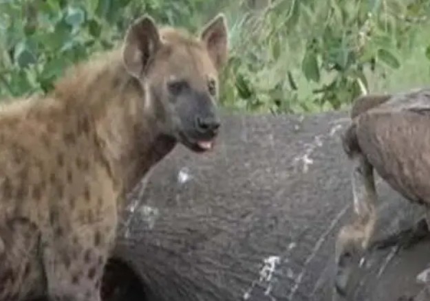 فیلمی از مهمانی کفتار و لاشخور در درون شکم فیل مرده!