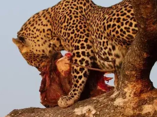 فیلمی هولناک از بیرون کشیدن دل و روده آهو توسط پلنگ در بالای درخت!