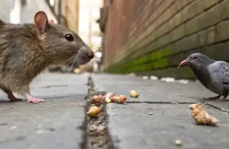 فیلمی ترسناک از یک موش شهری که یک کبوتر را شکار کرد و آن را به لانه خود برد!