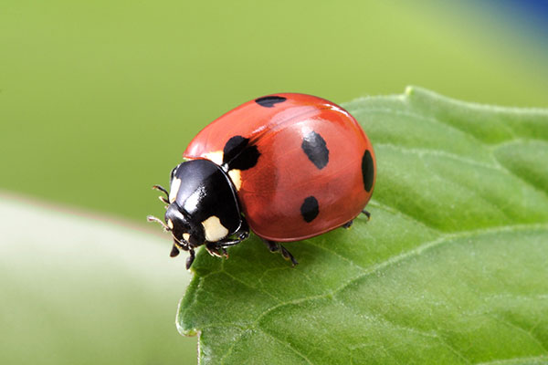 با دیدن این فیلم تصورتان نسبت به کفشدوزک عوض می‌شود؛ غذای کفشدوزک چیست؟