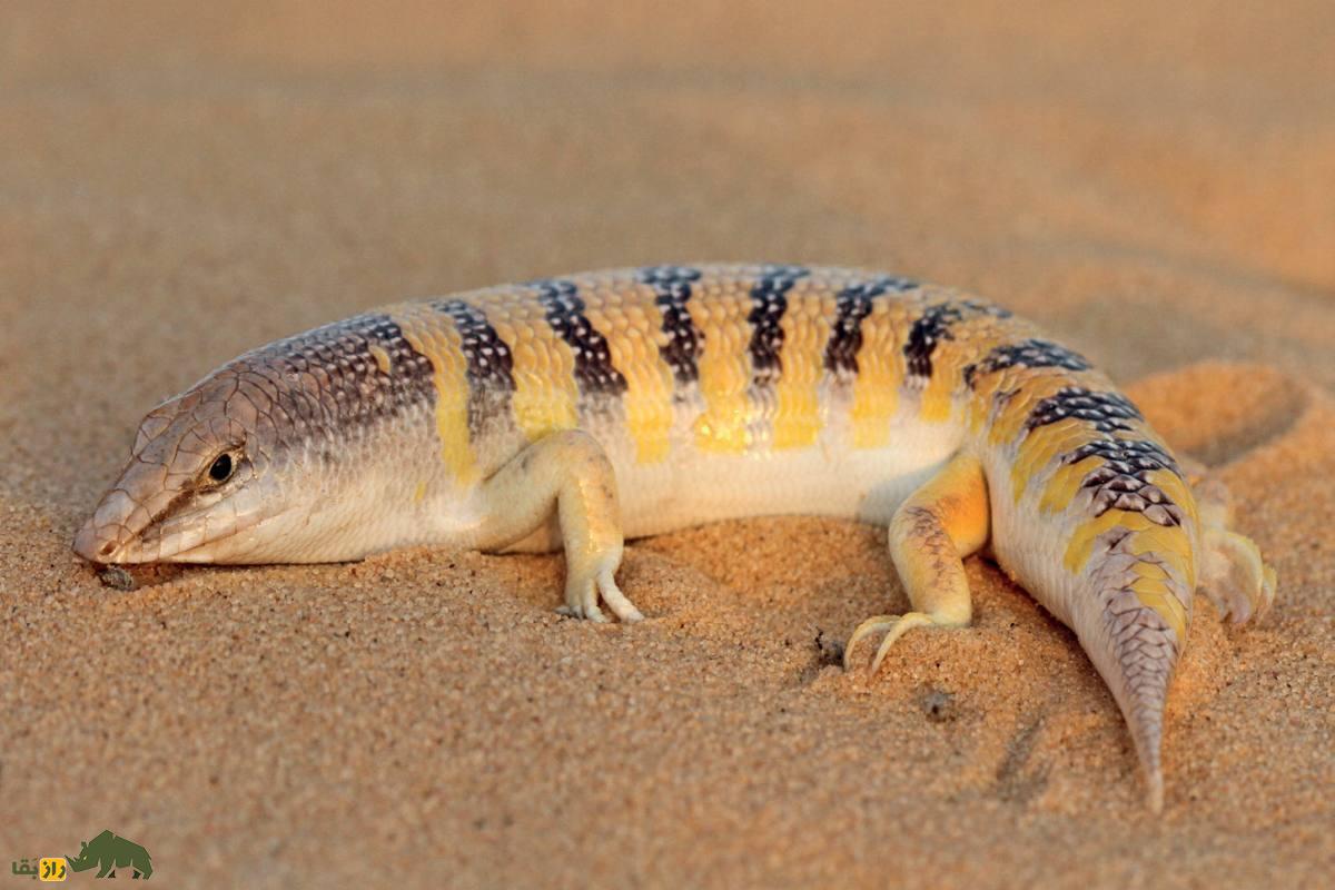 فیلمی عجیب از شکار ریگ ماهی در دل بیابان‌های خشک با دست خالی توسط یک عرب