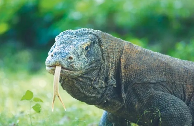 (ویدئو) فیلمی ترسناک از تکه پاره کردن بچه گراز توسط یک اژدهای کومودو غول‌پیکر