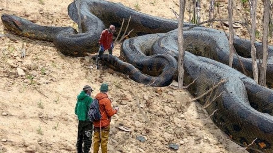 فیلمی از مار غول‌پیکری که بعد از سیل تایلند از زمین بیرون آمد و شهر را در بهت فرو برد!