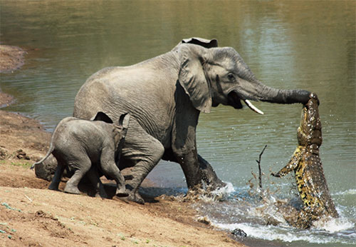 فیلمی که برای اولین بار ضبط شد؛ صحنه تکه پاره کردن هولناک کروکودیل غول‌پیکر توسط فیل ماده عصبانی!