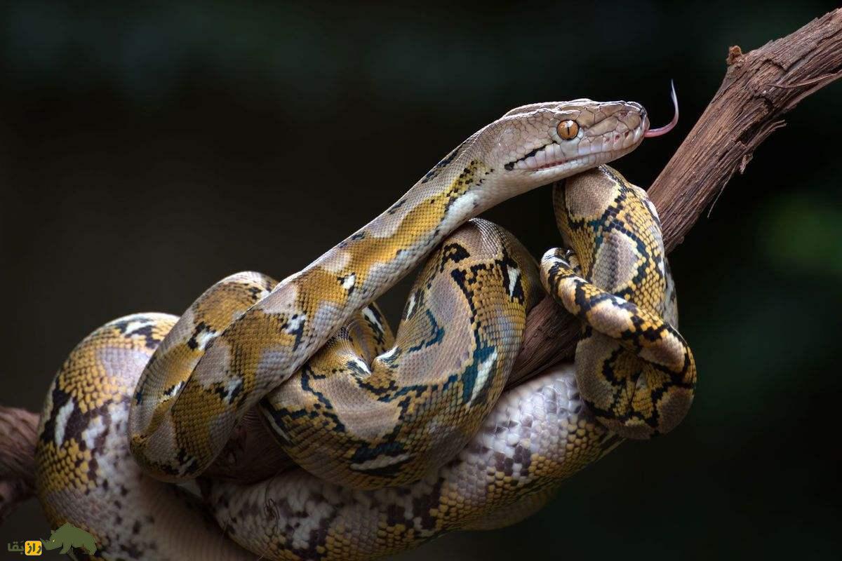  فیلمی از نبرد ترسناک مار پیتون و کروکودیل گرسنه در رودخانه