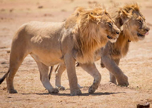 فیلمی بسیار نادر از تلاش گروهی «شیر» و «پلنگ» دو پادشاه حیات‌وحش برای شکار ایمپالا