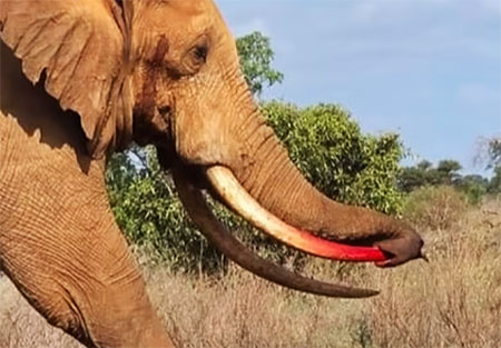 فیلم عجیبی از یک فیل بزرگ نر که خرطوم خودش را با عاجش سوراخ کرد!