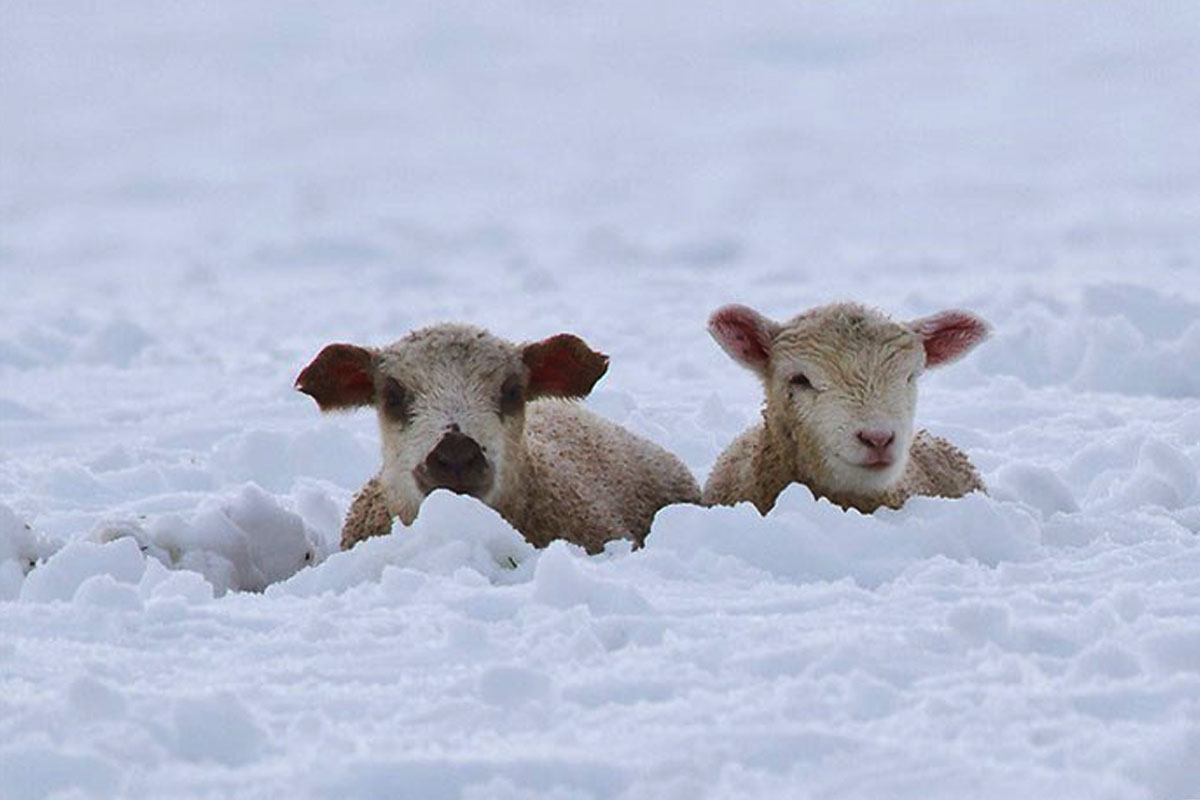  فیلمی باورنکردنی از دفن شدن گوسفندان در برف یک متری رابُر کرمان