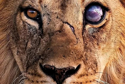 فیلمی ترسناک از مبارزه خونین شیر اسکارفیس؛ شیر صورت زخمی‌ که سلطان واقعی بود و بر جنگل فرمانروایی می‌کرد!