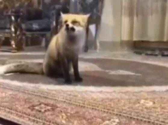 فیلمی دیدنی از یک خانواده کردستانی که به روباه و چهار توله‌اش در سرمای زمستان پناه دادند