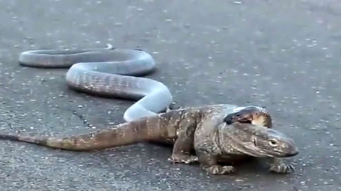 فیلمی از تلاش جسورانه مار کبرا برای شکار بزمجه غول‌پیکر