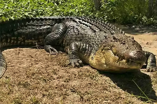 فیلمی هولناک از له شدن لاکپشت زیر آرواره‌های قدرتمند تمساح؛ تمساح با یک گاز، لاکپشت را پودر کرد!