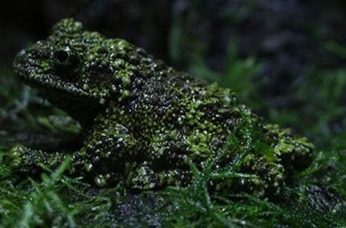 (ویدئو) قورباغه باتلاقی ویتنامی؛ قورباغه‌ای که شبیه به خزه است صدایی مانند پرنده دارد و هیچکس قادر به دیدنش نیست