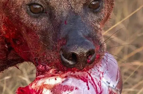 (ویدئو) شیر ماده‌ای که در محاصره گله کفتار‌ها بود با فراخواندن دو خواهر خود از مرگ فرار کرد!