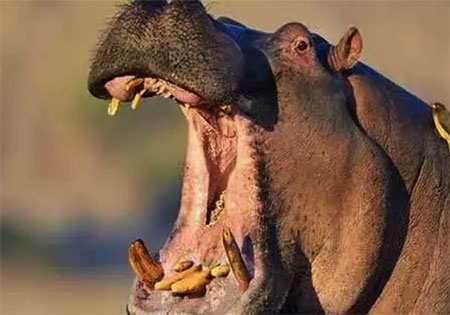 تمساح نگون بخت به اشتباه وارد قلمرو اسب‌های آبی شد و به وسیله ۳۰ اسب آبی تکه تکه شد!