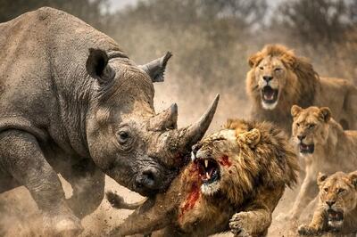 فیلمی جذاب از گیر افتادن سه گاومیش بین دو شیر گرسنه و یک گرگدن عصبانی