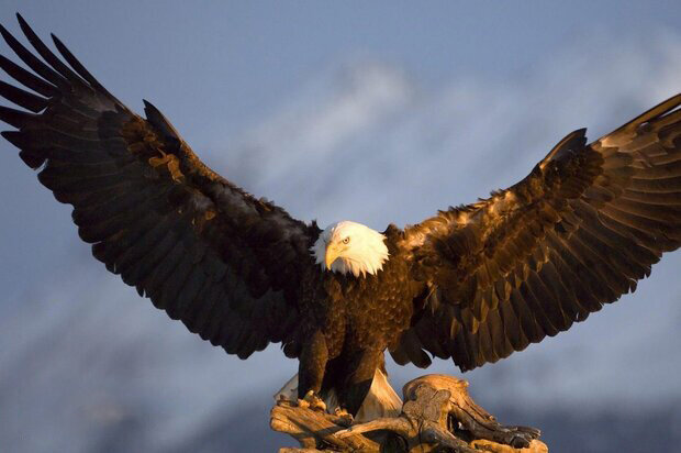 فیلمی از قدرت شگفت‌انگیز یک عقاب طلایی که روباهی را در باد شدید به آسمان می‌برد!
