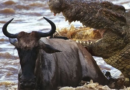 فیلمی حیرت‌انگیز از کل یالداری که توسط تمساح شکار شد، اما توسط گله اسب‌های آبی نجات یافت