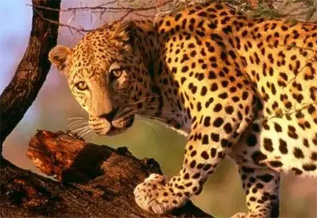 فیلمی جذاب از حمله شیر نر به پلنگ درحال استراحت