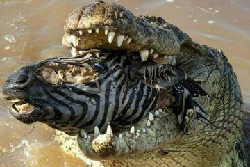 فیلمی از نجات معجزه‌آسای یک گورخر از آرواره‌های قدرتمند کروکودیل