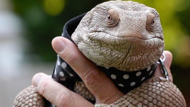 (ویدئو) تلاش پلنگ برای شکار بزمجه به مبارزه بین آنها ختم شد