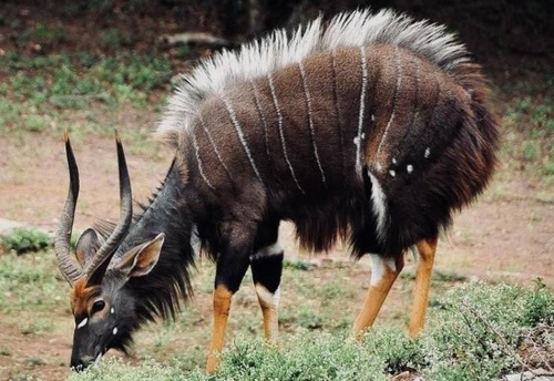 فیلمی عجیب از گوزن نیالا که همزمان با اسب آبی و سگ‌های وحشی مبارزه کرد اما سر انجام طعمه کروکودیل شد