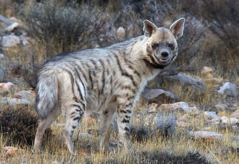 فیلمی جذاب از کفتار راه راهی که به اشتباه وارد قلمرو شیر‌ها شد