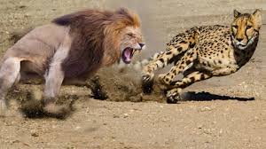 فیلمی از حمله شیر به یوزپلنگ؛ شیر به گرد پای یوزپلنگ هم نرسید