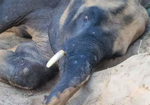 ویدئویی عجیب از نجات جان بچه فیل از دست شیر‌ها توسط بوفالو‌ها