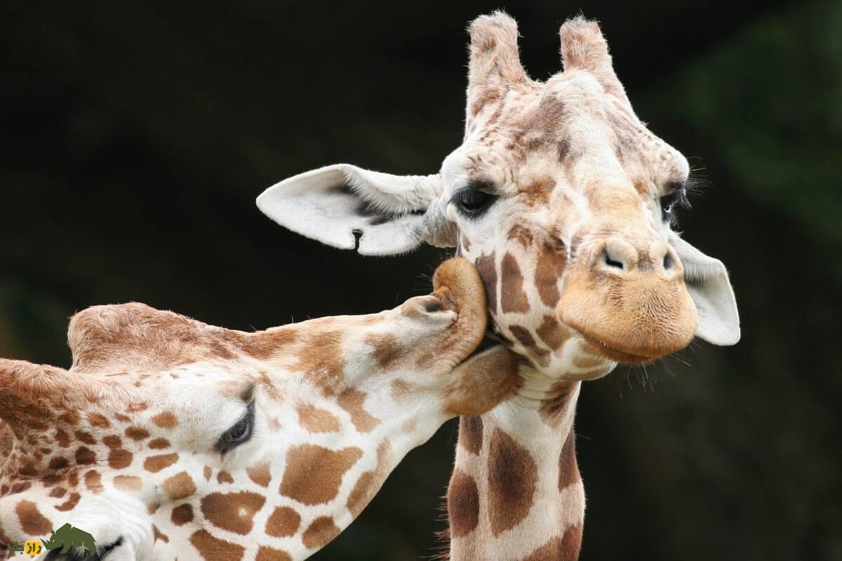 رفتار‌های شدید همجنس‌گرایانه در زرافه‌ها؛ چرا زرافه‌ها نر با هم رابطه جنسی دارند؟ 