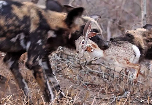 ویدئو؛ گله سگ‌های وحشی یک خرگوش را زنده زنده دریدند! 