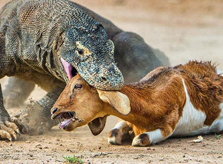 فیلمی هولناک از حیات‌وحش؛ اژدهای کومودو در چند ثانیه یک بز درسته را بلعید! 