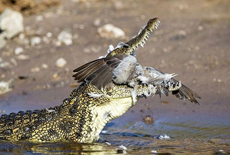 (ویدئو) یک کبوتر بخت برگشته به قفس کروکودیل‌های گرسنه افتاد؛ عاقبت او را ببینید! 