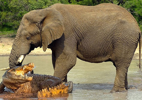 (ویدئو) لحظه‌ای که یک فیل برای نجات جان فرزندش با یک ضربه تمساح را ۵۰ متر به هوا پرتاب کرد! 