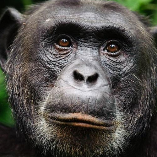 (ویدئو + ۱۸) صحنه هولناک کشتن فجیع یک بچه میمون توسط شامپانزه‌ها 