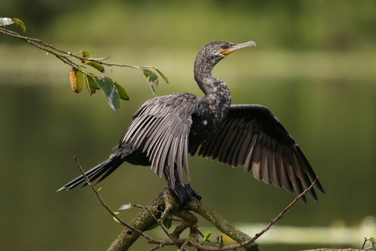  (ویدئو) فیلمی از یک قره‌غاز یا باکلان که یک ماهی به اندازه وزن خودش را می‌بلعد
