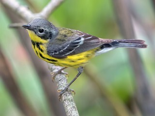 چکاوک ماگنولیایی در جنگل های آمازون