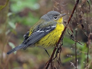 چکاوک با رنگ های متنوع