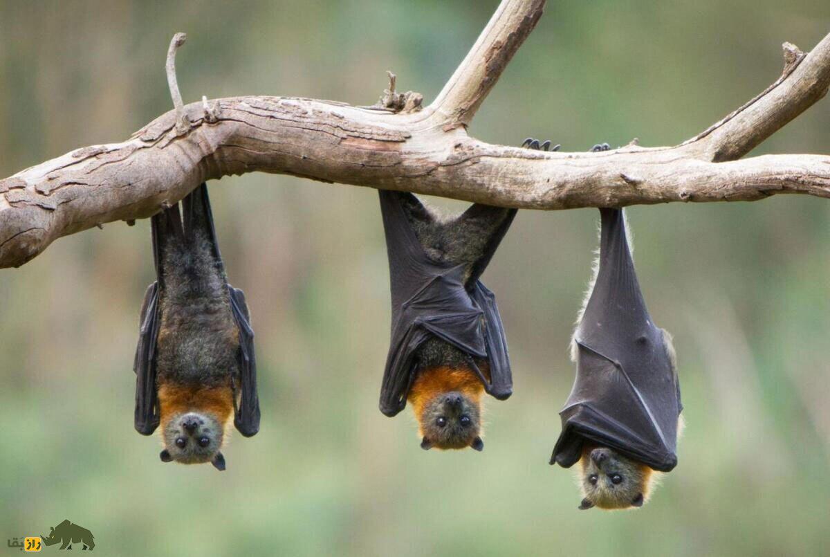 روش «باورنکردنی» جفت‌گیری در خفاش‌ها
