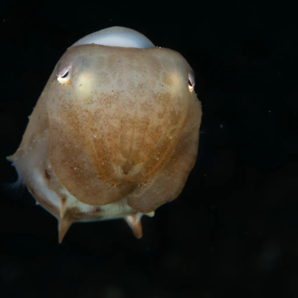 اختاپوس دامبو