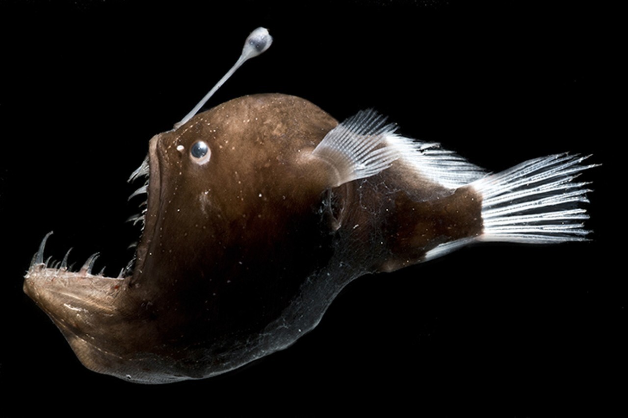 شیطان دریایی