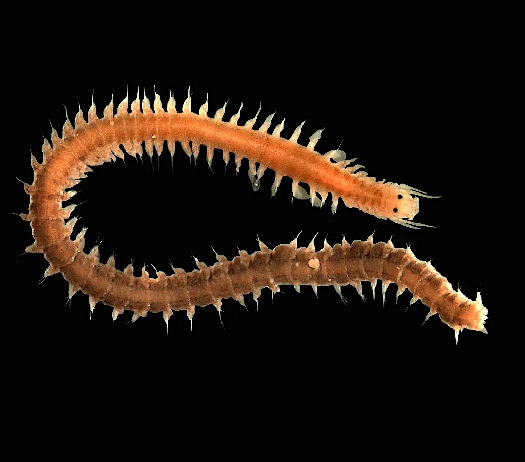 کرم چند تار