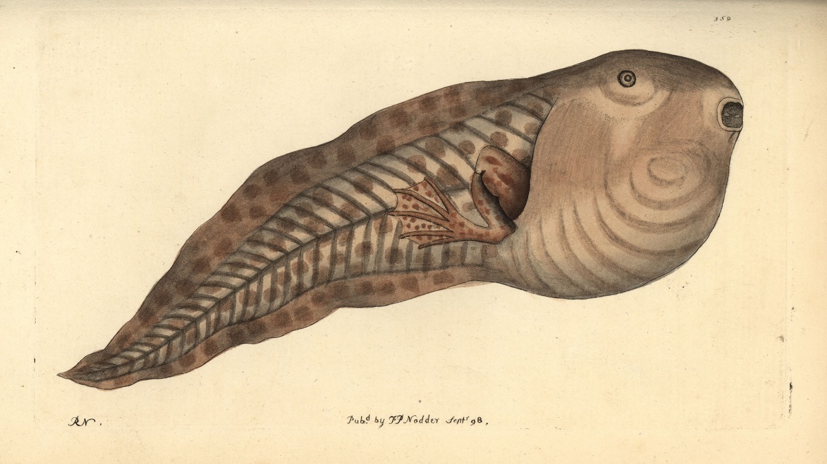 قورباغه عجیبی که سایز بچگیاش سه برابر بزرگسالیاش است بچه قورباغه