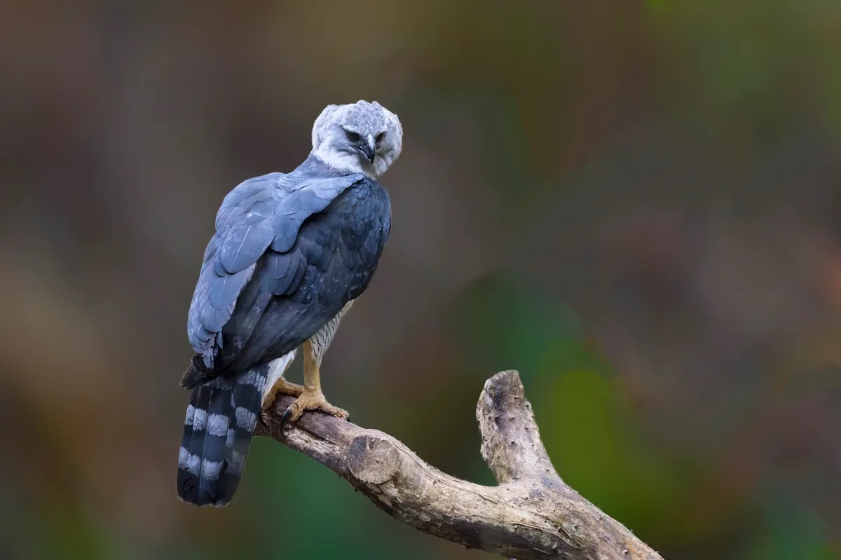 نتایج باورنکردنی؛ این پرنده کوچک قوی‌ترین پرنده جهان است!