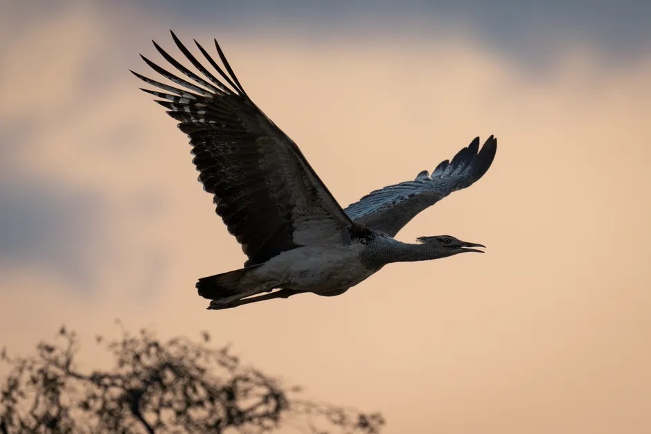 سنگین‌ترین پرنده جهان کدام است؟