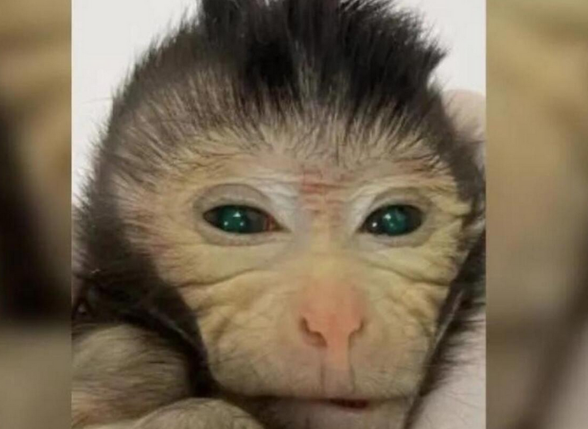 میمونی که فقط ۱۰ روز زندگی کرد، اما جهان را تکان داد!