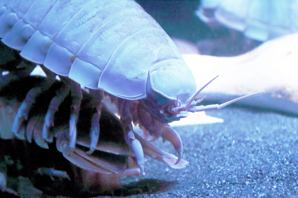 (عکس) یک موجود دریایی جدید کشف شد ایزوپود