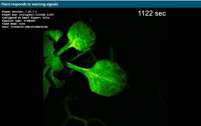 ثبت لحظه شگفتانگیز «صحبت کردن گیاه» برای اولین بار! لحظه شگفتانگیز «صحبت کردن گیاه»
