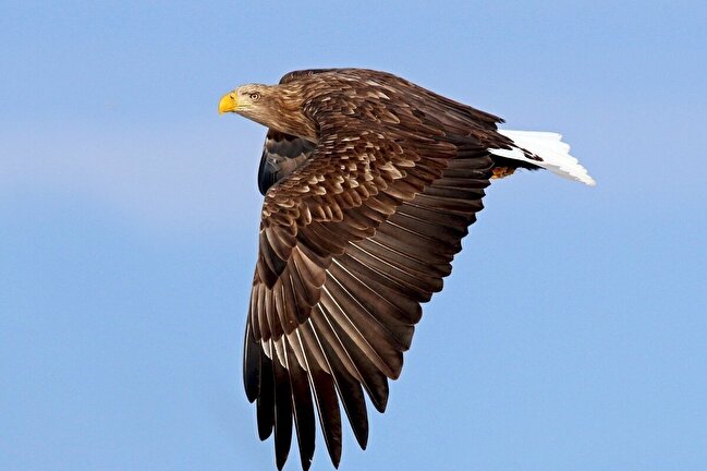 (عکس) پرنده شکاری کمیابی که در فیروزکوه دیده شد